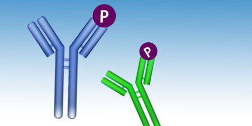 Phospho antibodies