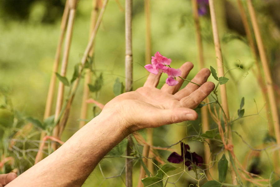 Grow sweet peas