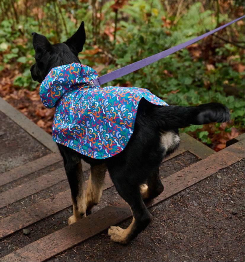 A dog wearing a colorful coat walks on a path in nature.