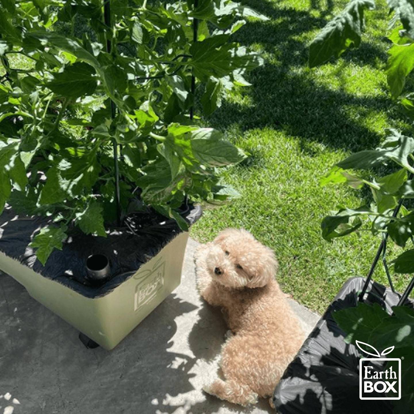 Dog laying down next to 2 EarthBox container gardening systems