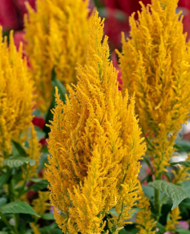 Photo of Century Yellow Cockscomb