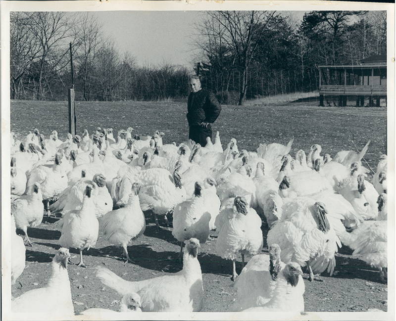 Earl Miller standing behind turkeys on Miller Farms.