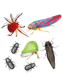 Insect and Mite Treatment Guides