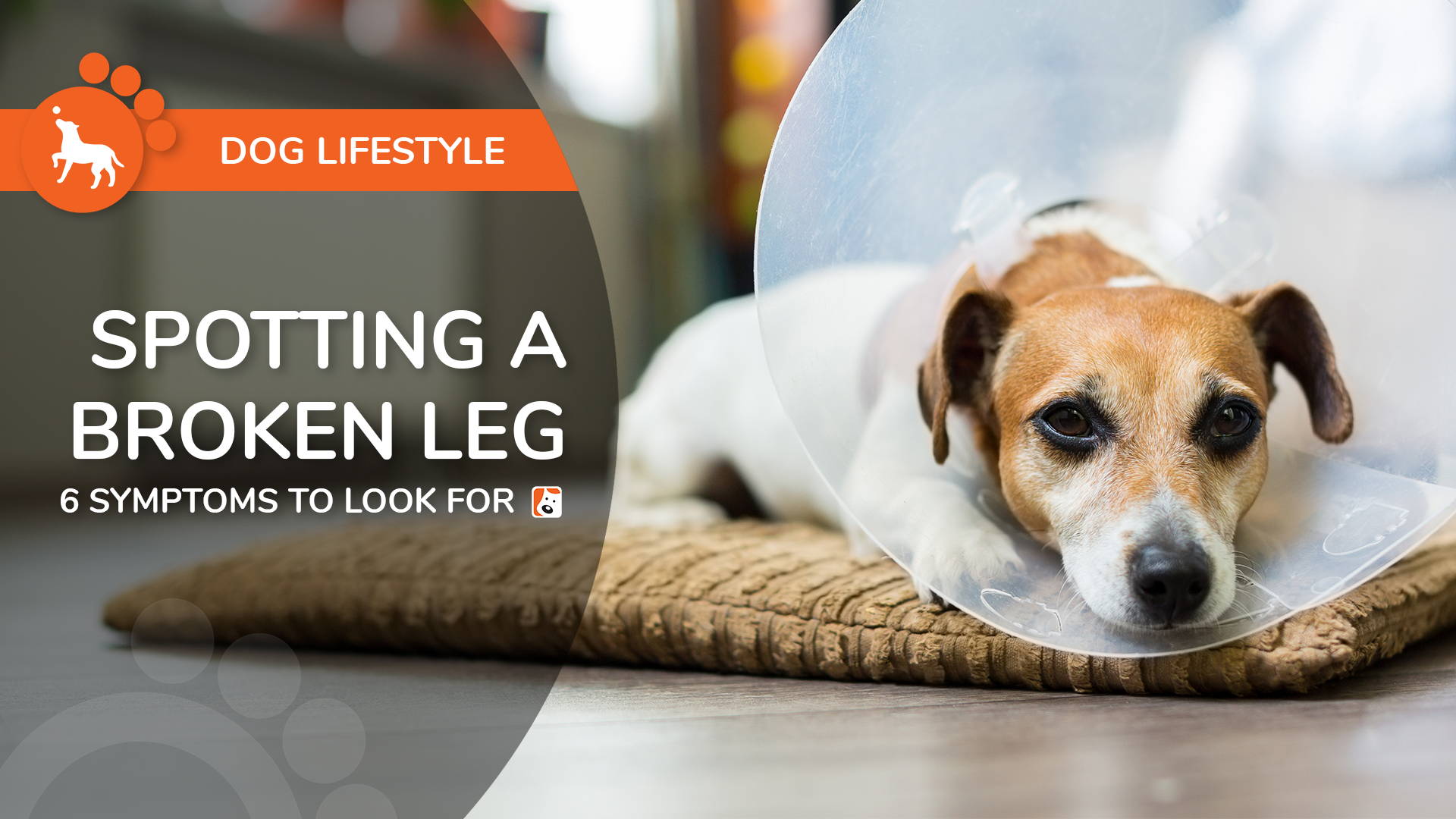 how do you know if your dogs leg is broken