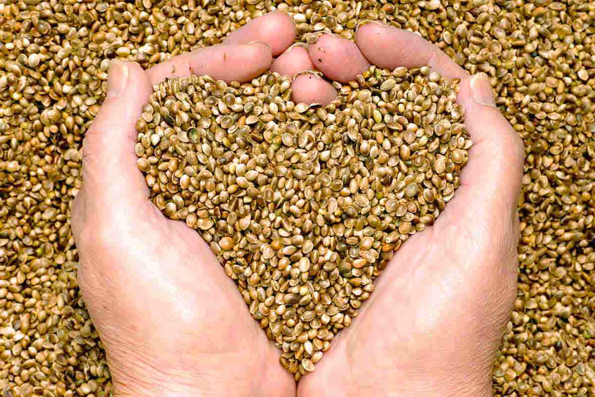 dha rich foods vegetarian