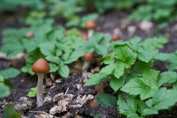 P. cubensis growing in the wild