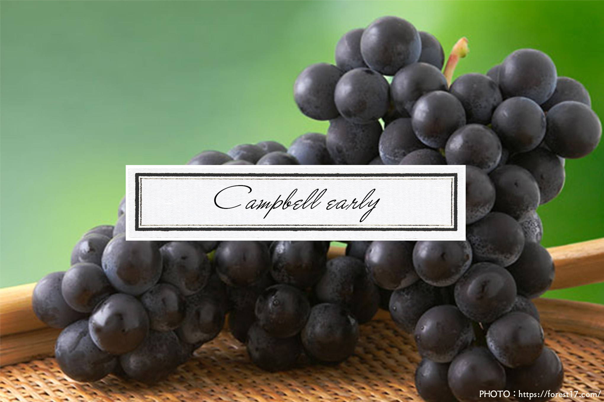 生食用ブドウ品種②キャンベル・アーリー　世界的に見直されている人気の黒ブドウ！