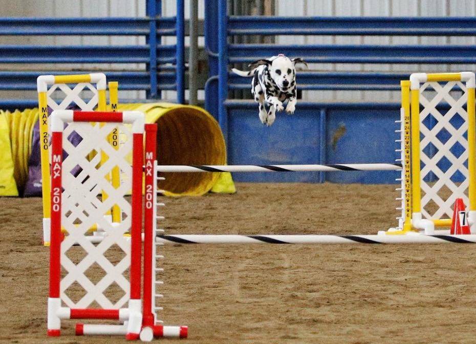 dalmatian dog running agility course jumping over pole
