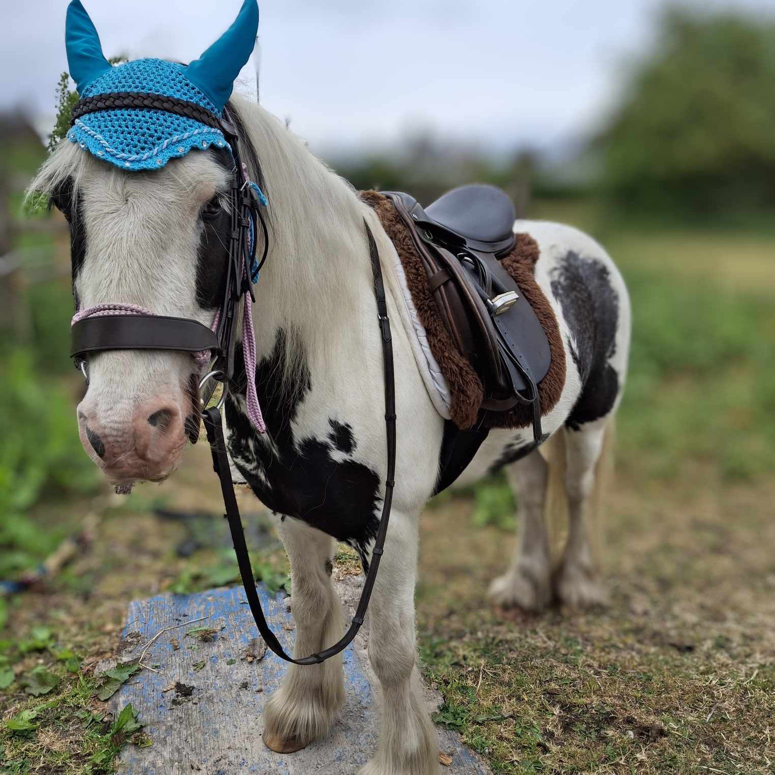 A pony wearing a blue hat and saddle in a grassy field.