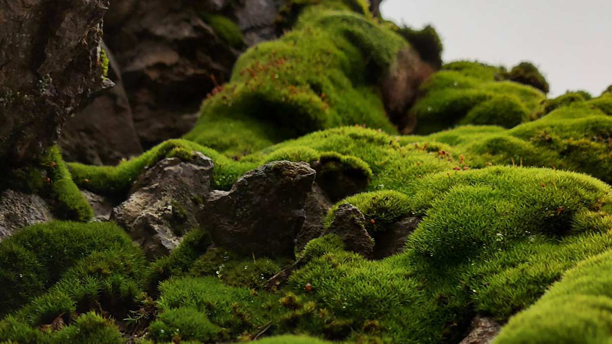 Live moss growing on rocks and trees.