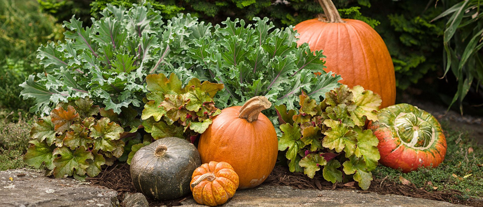 Scene of Fun and Games® Hopscotch and Creme Brulee planted in an outdoor garden surronded by orange pumpkins