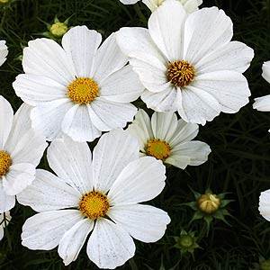 white cosmos