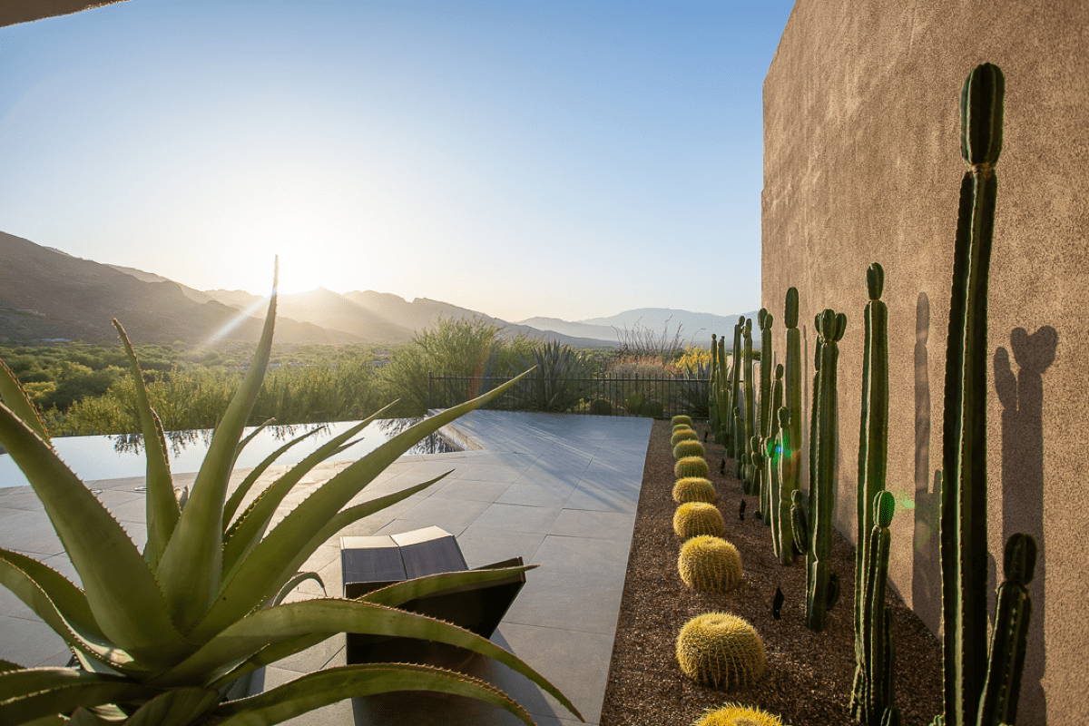 Mass planting cacti in neat rows along a stucco wall.