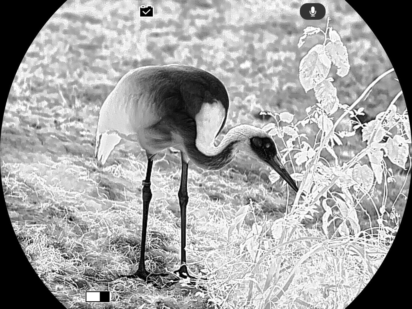 Thermal image viewed through Guide TN 2.0 thermal imaging binoculars