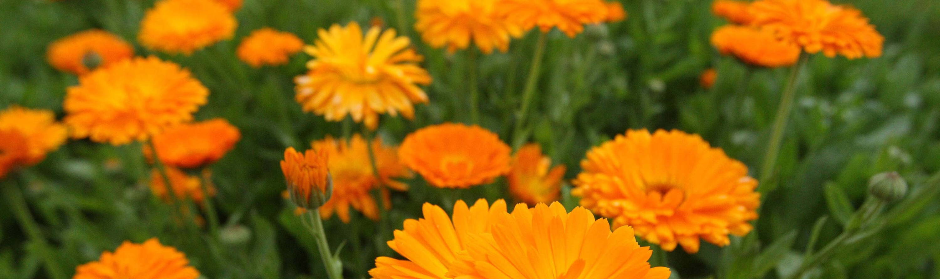 YOUR BODY JUST GOT BETTER. CALENDULA IS WHY. Our #1 best-seller for stronger, smoother skin is back... and now it's for your body.