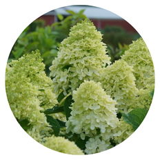 Up close photo of 'Limelight' Panicle Hydrangea (paniculata)