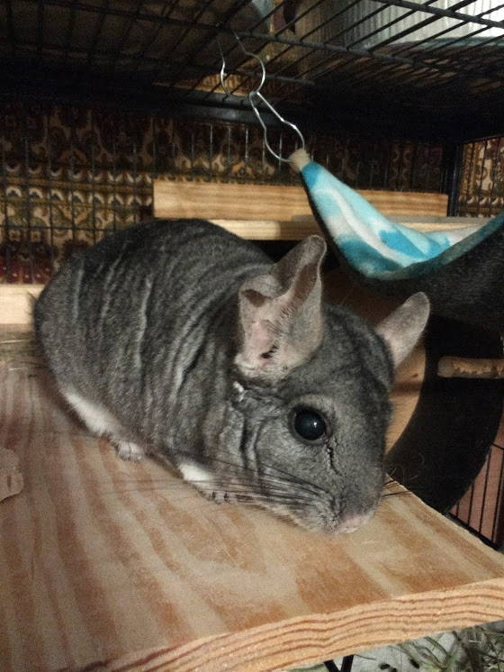 nola chinchilla rescue