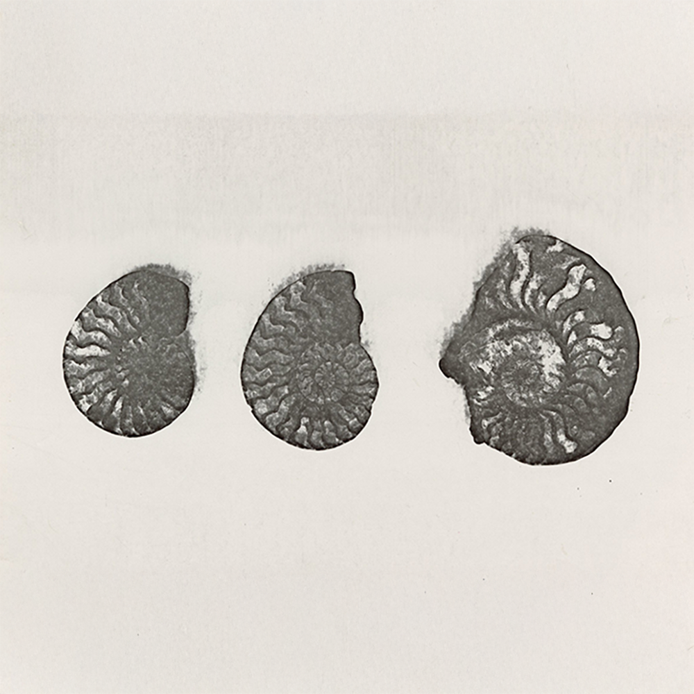 Three fossilized ammonite shells displayed in a row.