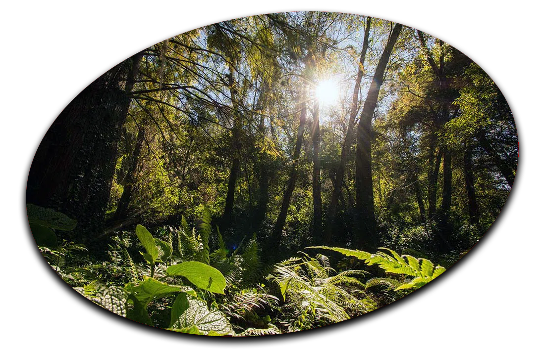 An oval containing a picture of a rainforest.