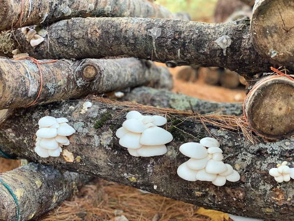 snow oyster mushrooms growing on a log