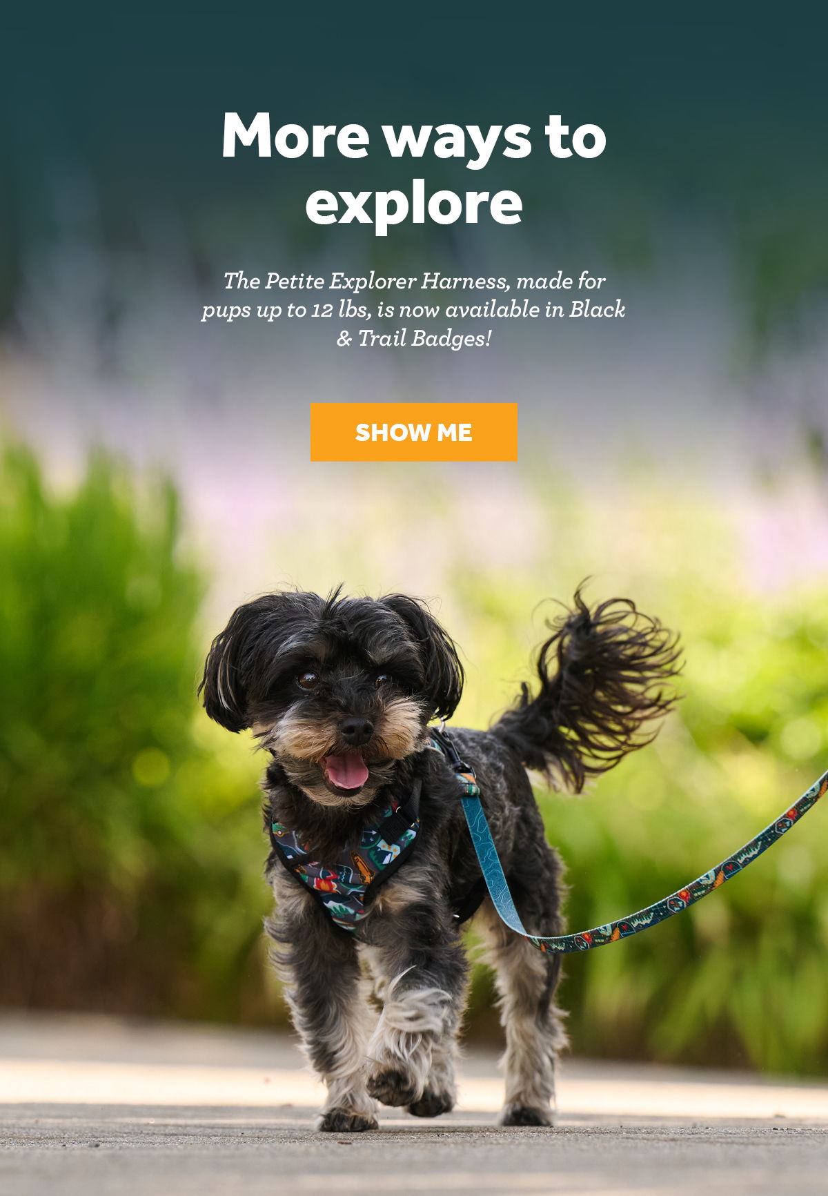 A small dog wearing a harness walks on a leash outdoors.