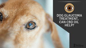Dog Glaucoma Treatment, Can CBD Oil Help 