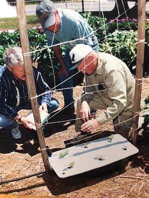 Blake added a primitive trellis to his EarthBox, a precursor to the Staking System
