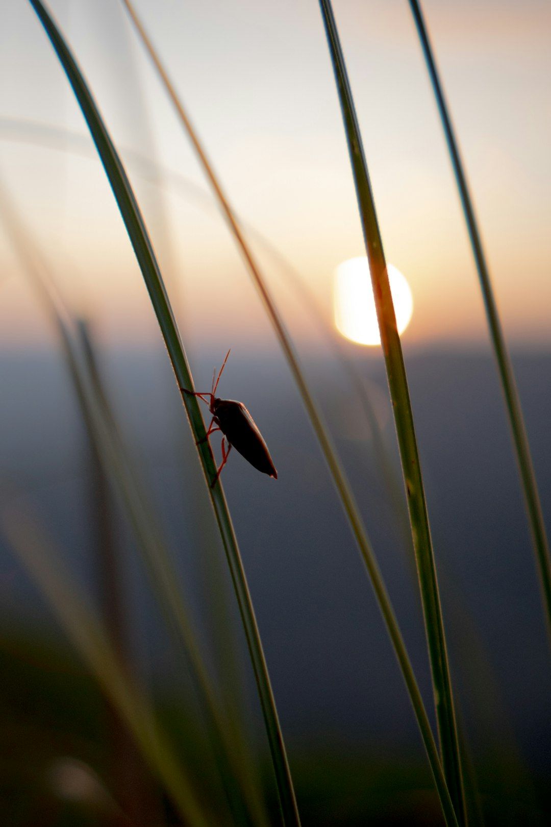 A bug perched on grass at sunset.