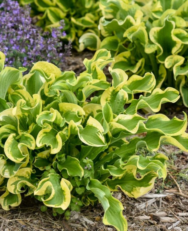 Photo of Shadowland® 'Wheee!' Hosta