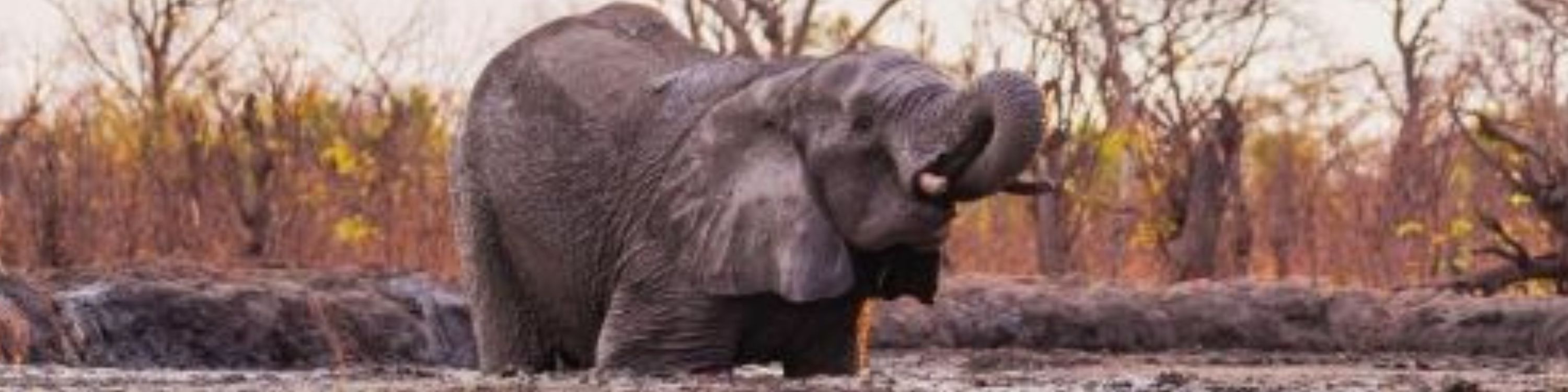 Hwange National Park_Elephant
