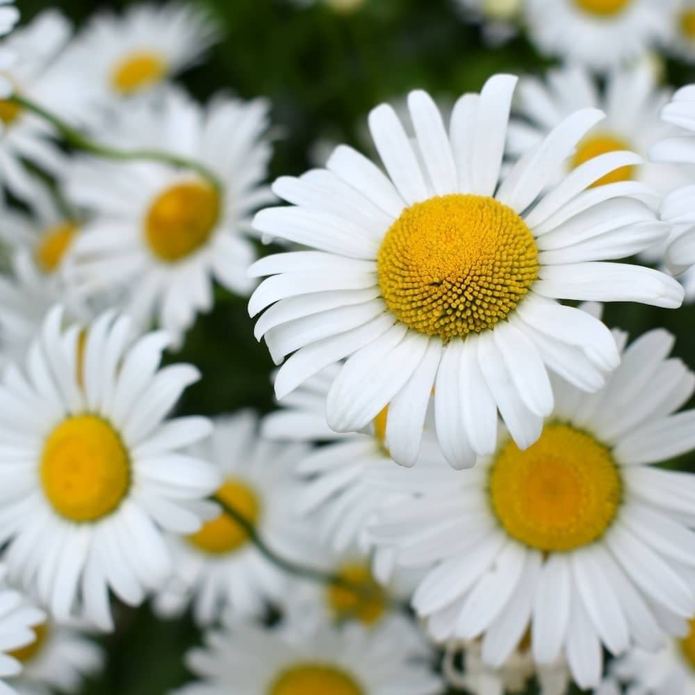 White and yellow Roman Chamomile flowers