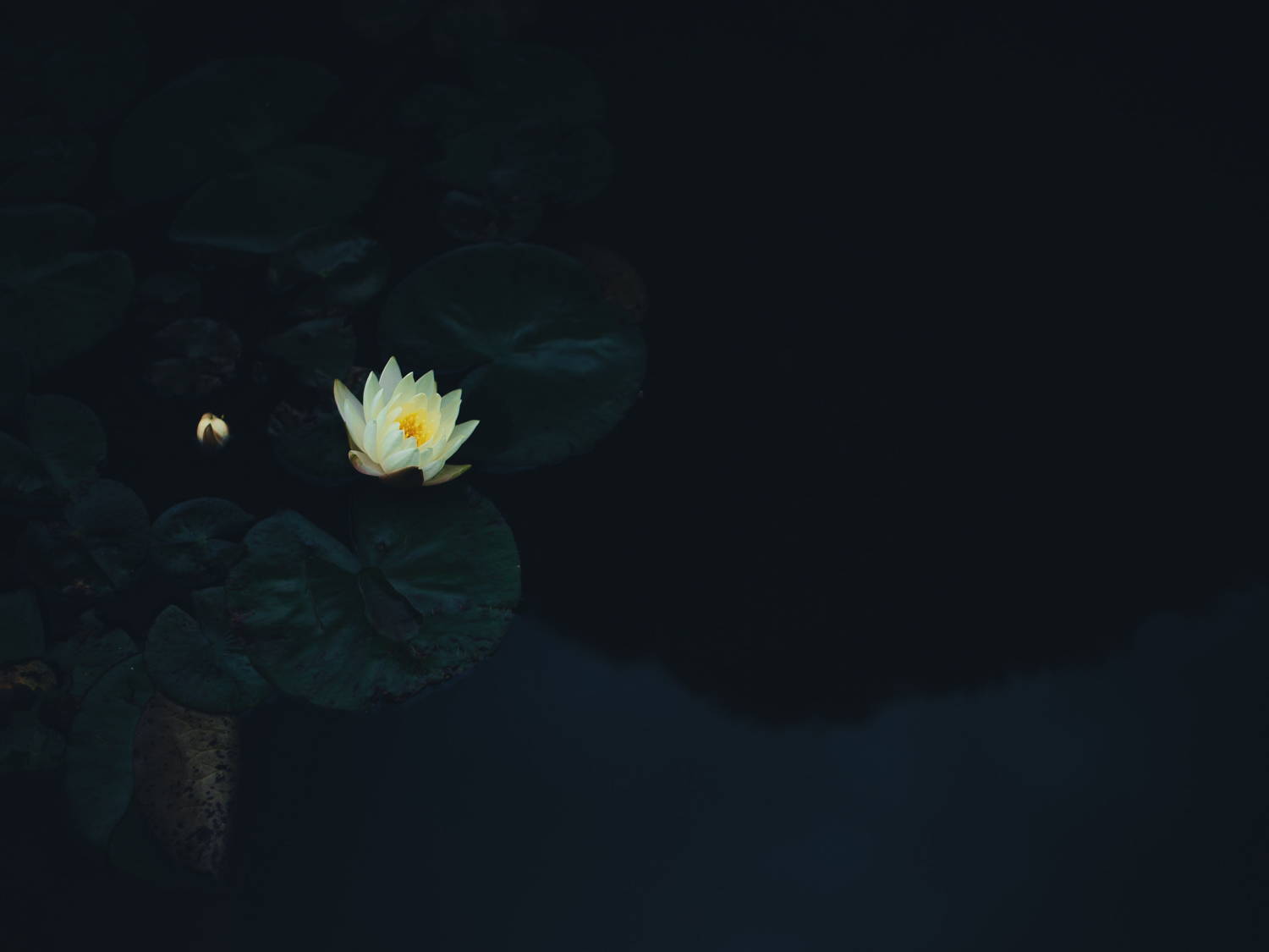 Lily with dark background