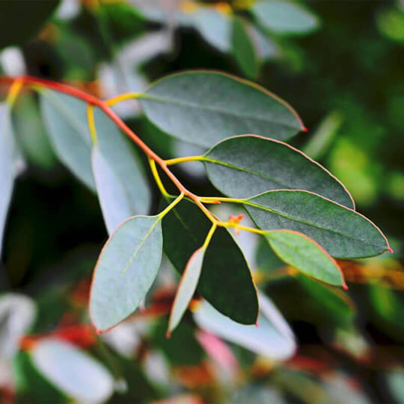 Close-up of green leaves with red stems against a blurred background.