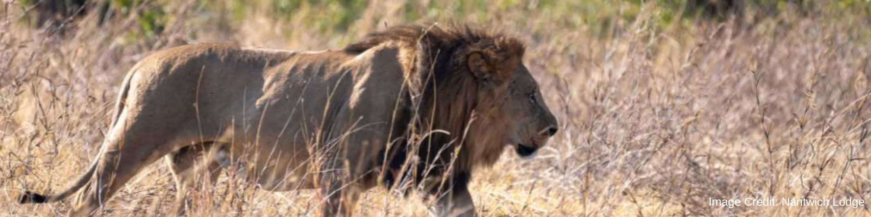 Nantwich Lodge - Hwange NP - Lion