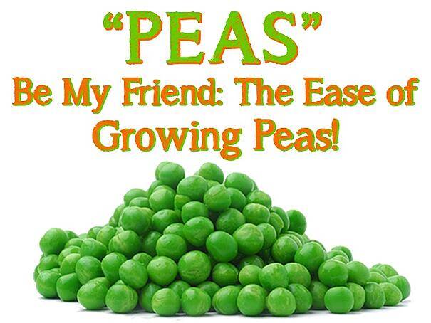 The ease of growing peas