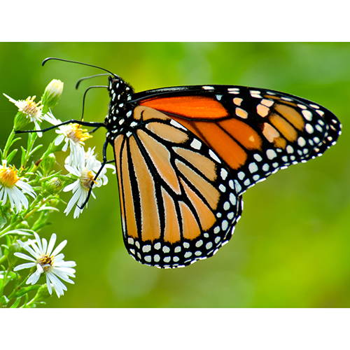 Adult Monarch butterfly pollinating plant