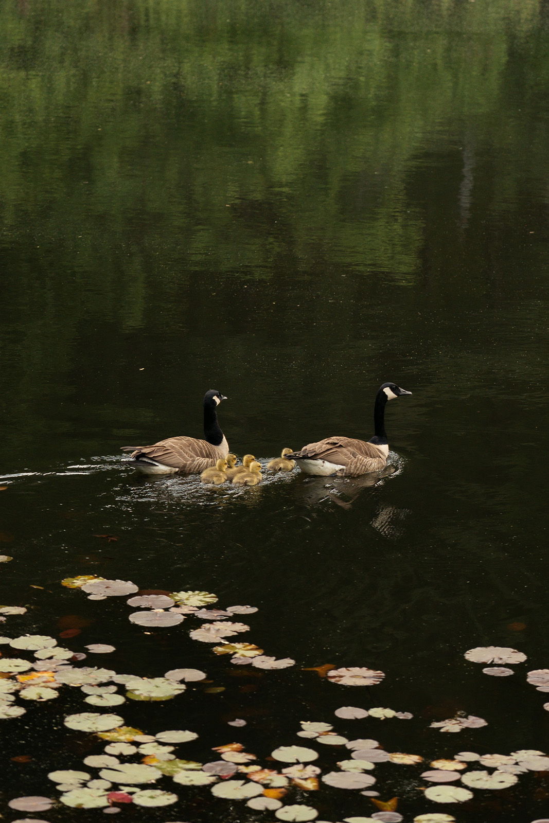 Two geese swimming with goslings among lily pads on a calm pond.