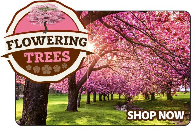 Shop Flowering Trees
