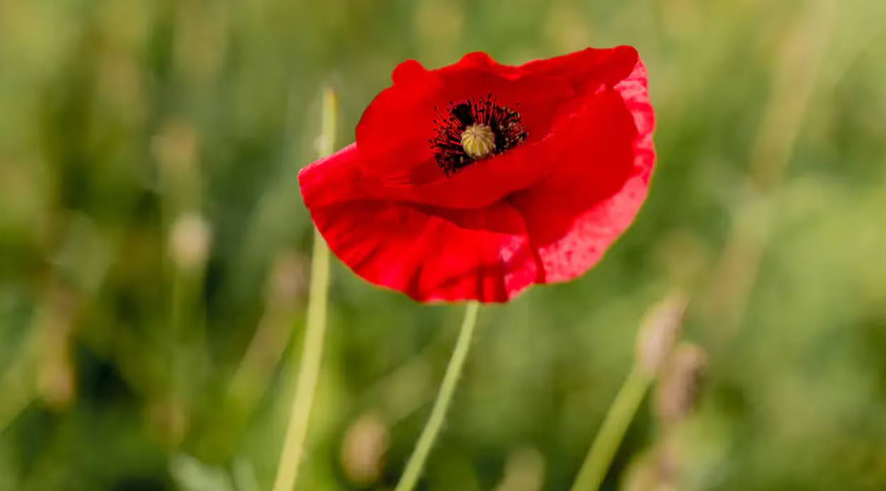 A flower blooms on the Head & Heal farm