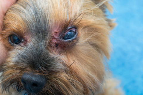 Picture of dog with Malassezia fungal infection around eyes. 