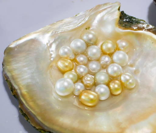 Atlantic gold pearl shells occur in abundance. Perfect! Get many golden  pearls at once 