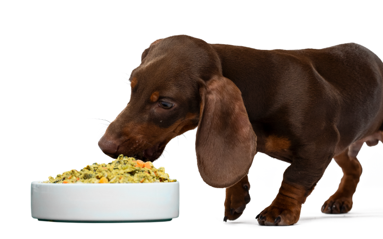 Open Farm Dog Food Available at Chuck & Dons | Open Farm
