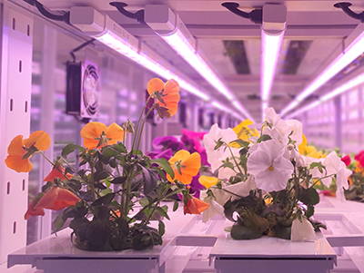 Flowers growing vigerously under full spectrum LED grow lights.