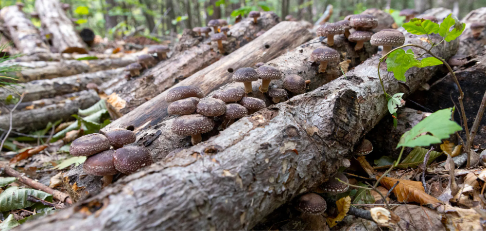 shiitake mushroom logs
