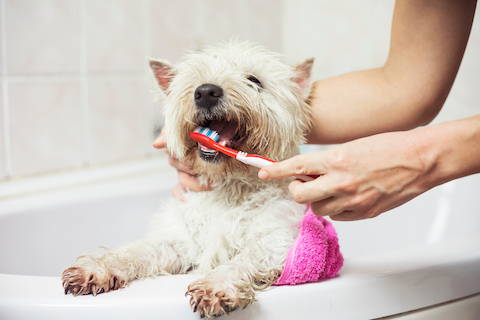 Dog dental health is important. Every dog parent should brush their dog's teeth regularly.