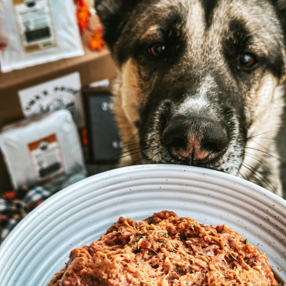 Dog behind white bowl filled with raw meat and packages of food in the background.