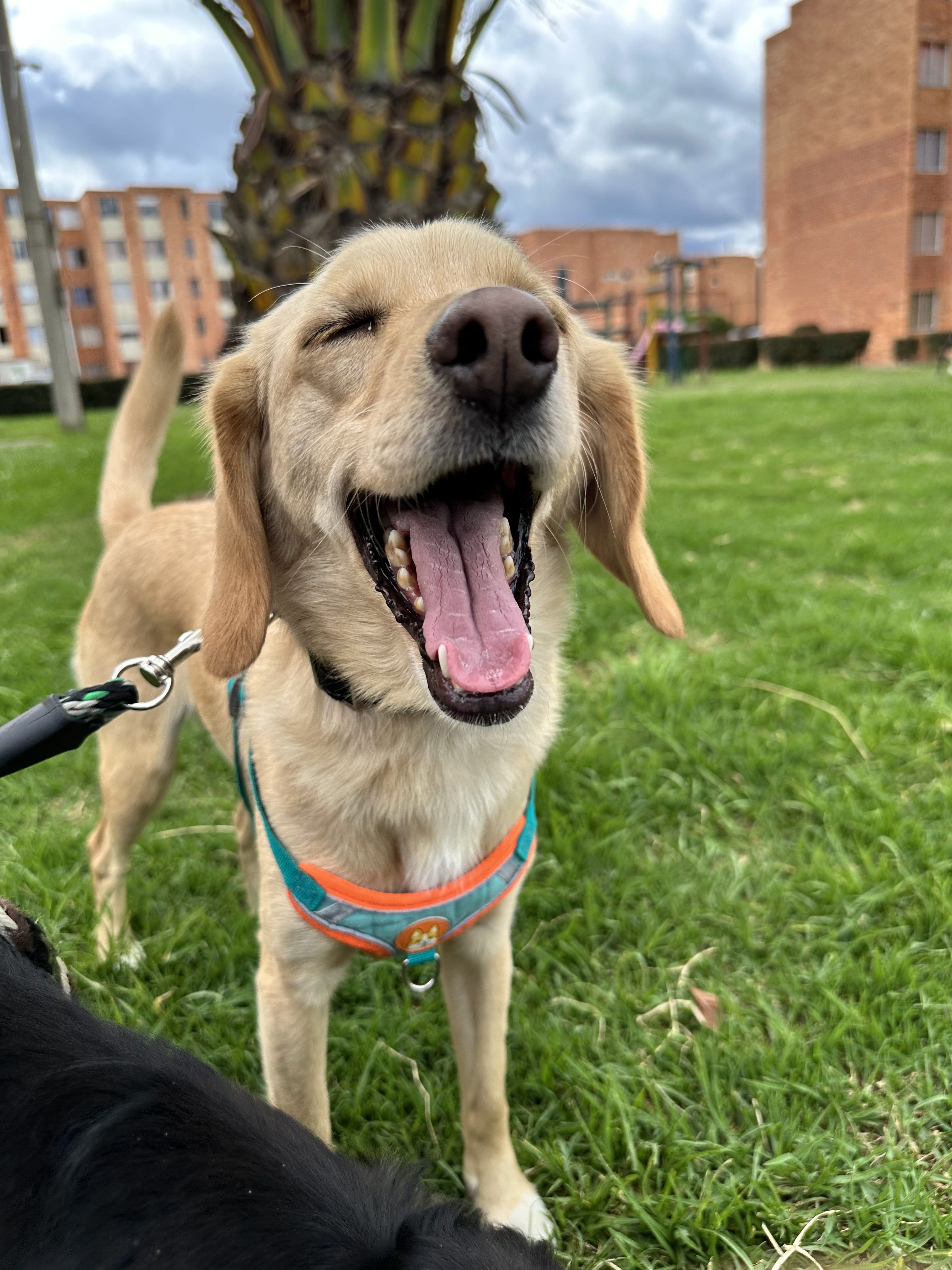 apollo dog