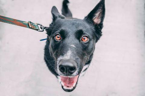 Happy dog with a healthy gut microbiome