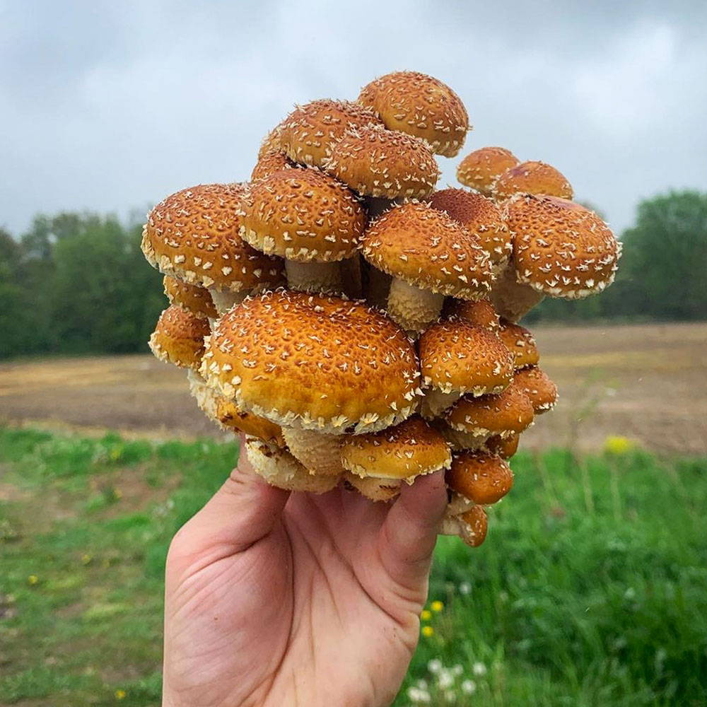 Species Spotlight Chestnut Mushrooms North Spore