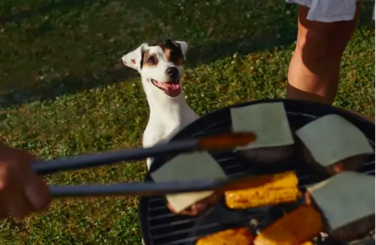 outside at a BBQ a jack Russell terrier looking up at a grill with hamburgers and hotdogs cooking